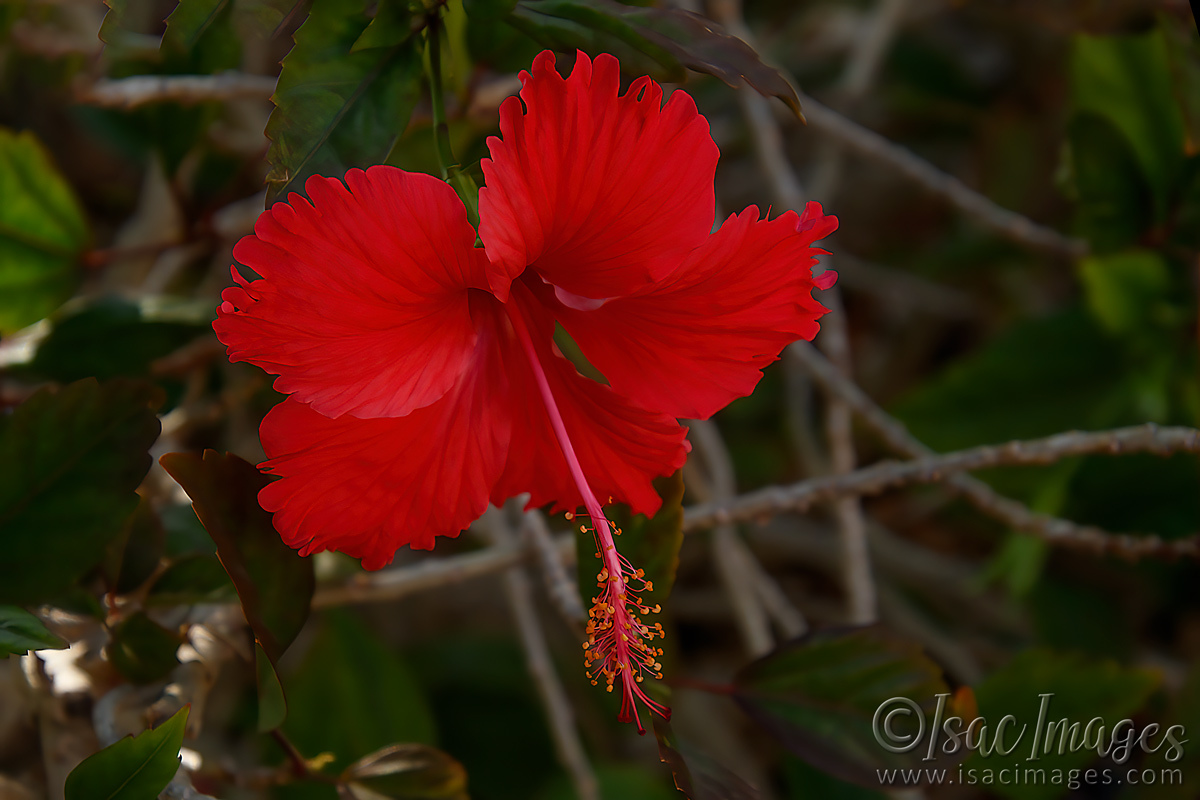Click image for larger version

Name:	9206-Red_Hibiscus.jpg
Views:	53
Size:	301.0 KB
ID:	498606