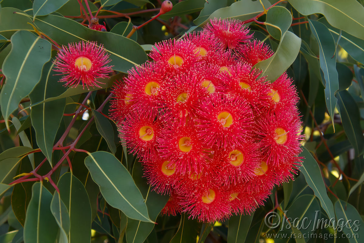 Click image for larger version

Name:	9193-Red_flowering_Gum.jpg
Views:	51
Size:	304.1 KB
ID:	498607