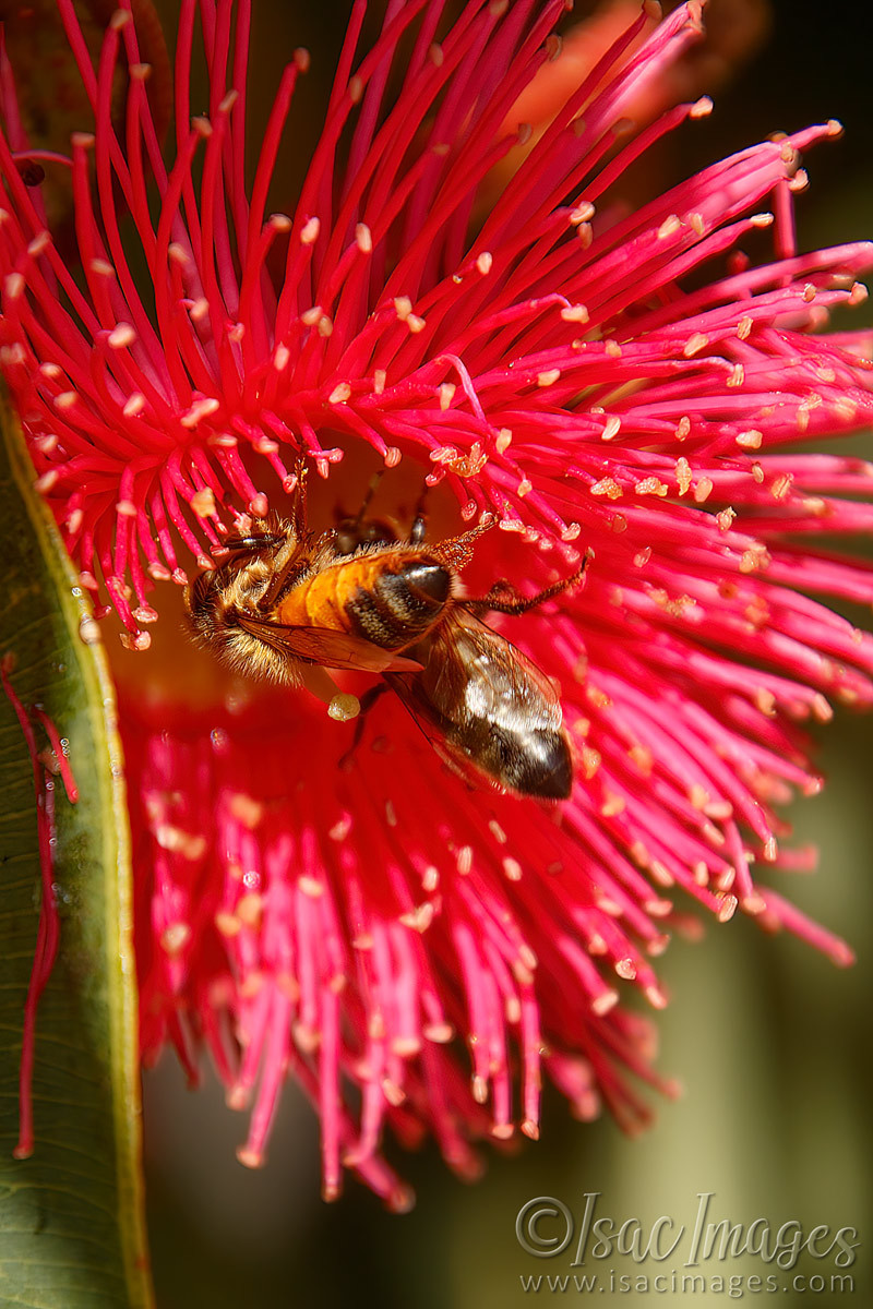 Click image for larger version

Name:	9195-Bee_in_Flowering_Gum.jpg
Views:	52
Size:	308.9 KB
ID:	498609