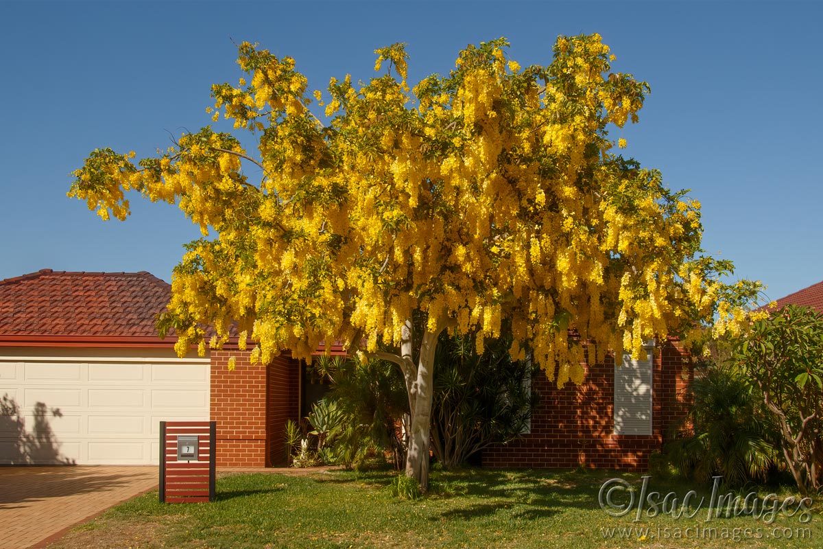 Click image for larger version

Name:	9198-Golden_Chain_Tree.jpg
Views:	75
Size:	259.5 KB
ID:	498623