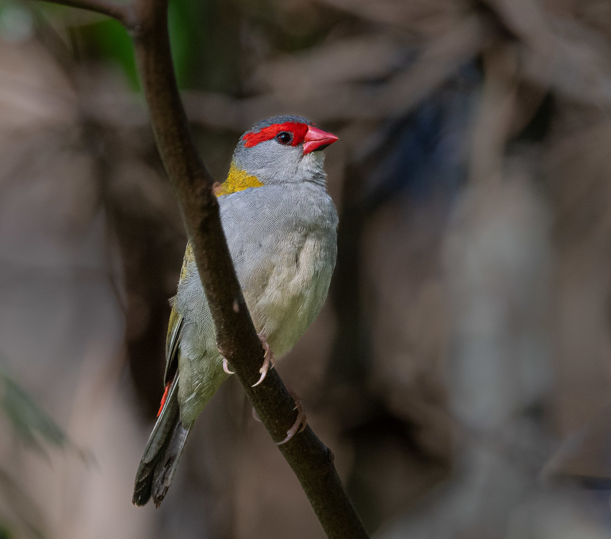 Click image for larger version

Name:	20230227_EaglebyWetlands_0273-Edit.jpg
Views:	47
Size:	250.1 KB
ID:	498691