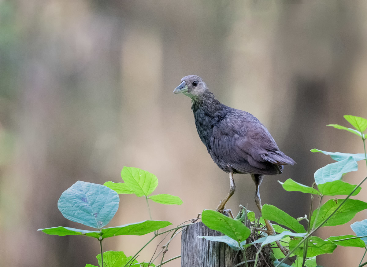 Click image for larger version

Name:	20230227_EaglebyWetlands_0247-Edit.jpg
Views:	52
Size:	267.7 KB
ID:	498689