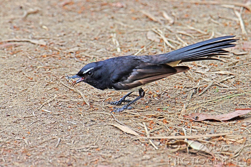 Click image for larger version

Name:	Wagtail2.jpg
Views:	89
Size:	257.7 KB
ID:	469079