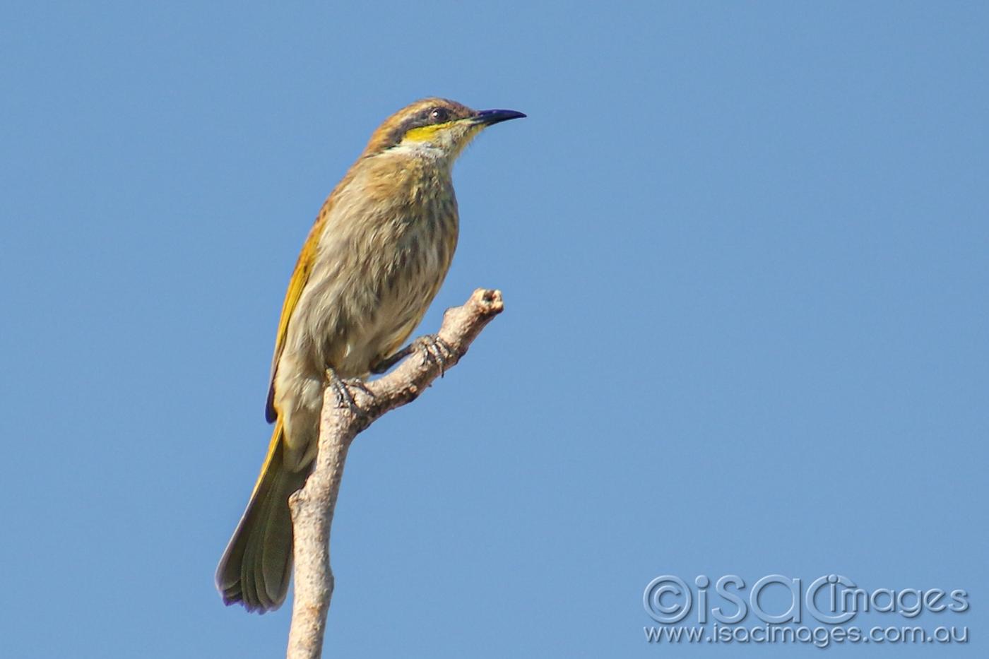 Click image for larger version

Name:	8193-Singing_Honeyeater.jpg
Views:	115
Size:	64.0 KB
ID:	478140