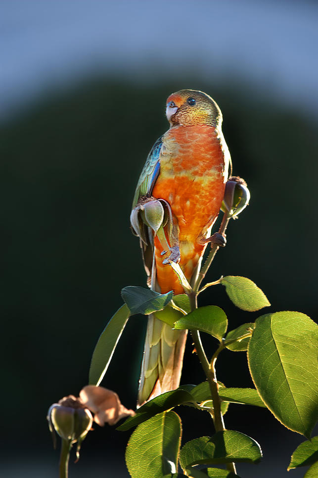 Click image for larger version

Name:	Bird.jpg
Views:	43
Size:	100.6 KB
ID:	498814