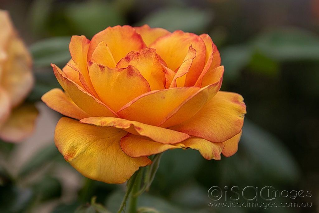 Click image for larger version

Name:	6291-Orange_Rose.jpg
Views:	44
Size:	370.6 KB
ID:	470859