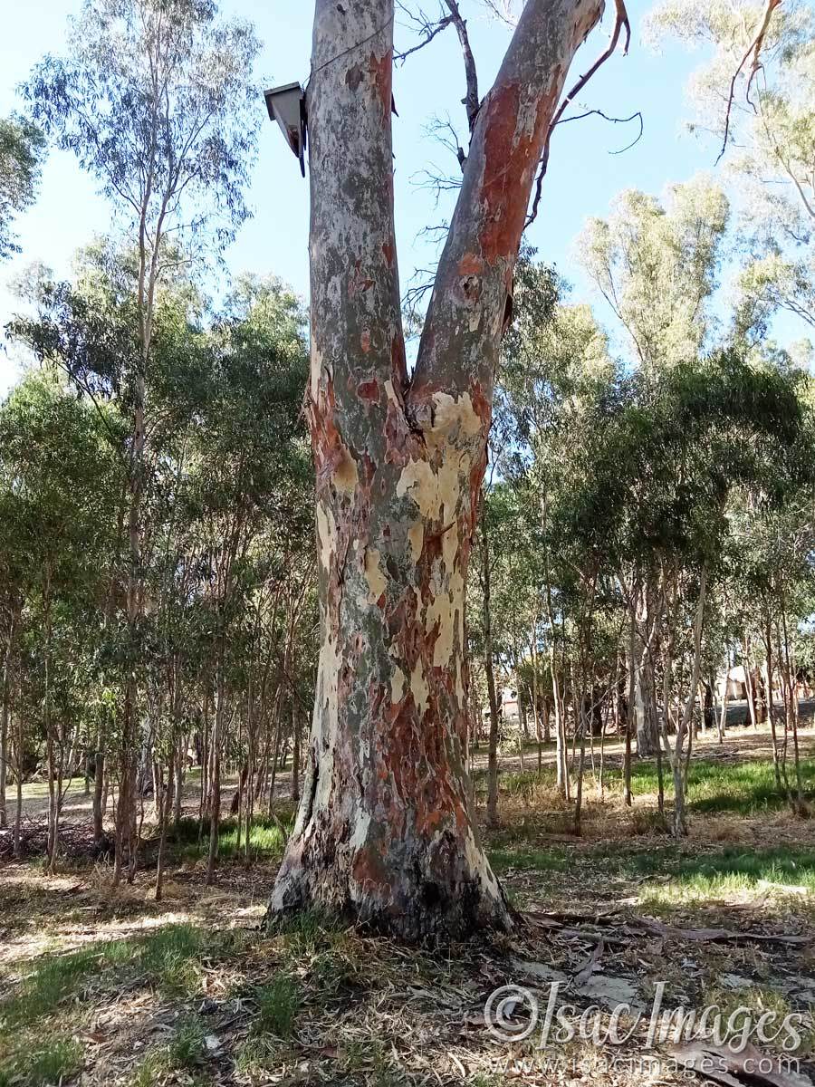 Click image for larger version

Name:	IMG20230202082718-Tree_Trunk_Colours.jpg
Views:	17
Size:	306.3 KB
ID:	499162