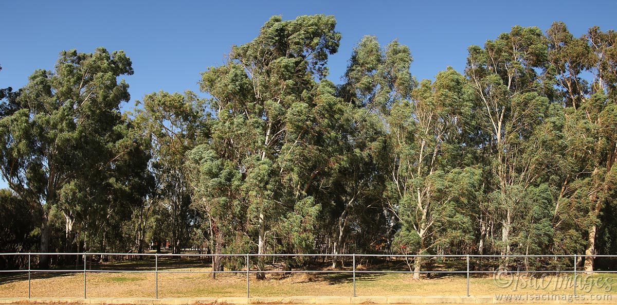 Click image for larger version

Name:	9363-Kalari_Trees_Pano_3xH.jpg
Views:	19
Size:	268.3 KB
ID:	499166