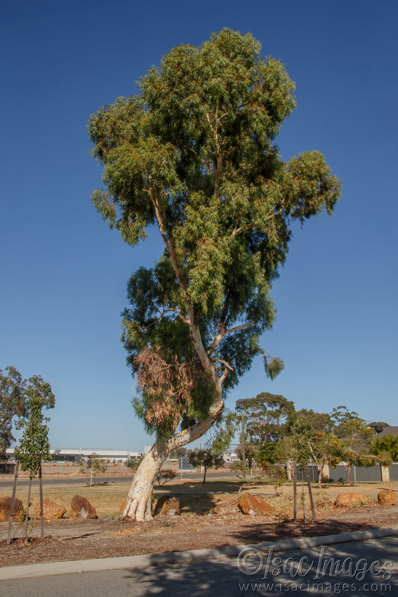 Click image for larger version

Name:	9375-Gum_Tree.jpg
Views:	21
Size:	290.1 KB
ID:	499168