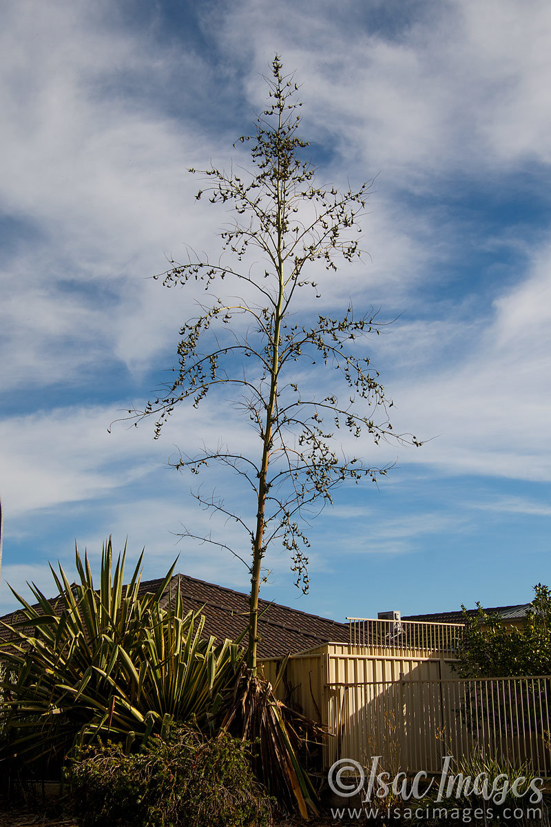 Click image for larger version

Name:	9387-Tree.jpg
Views:	15
Size:	300.5 KB
ID:	499170