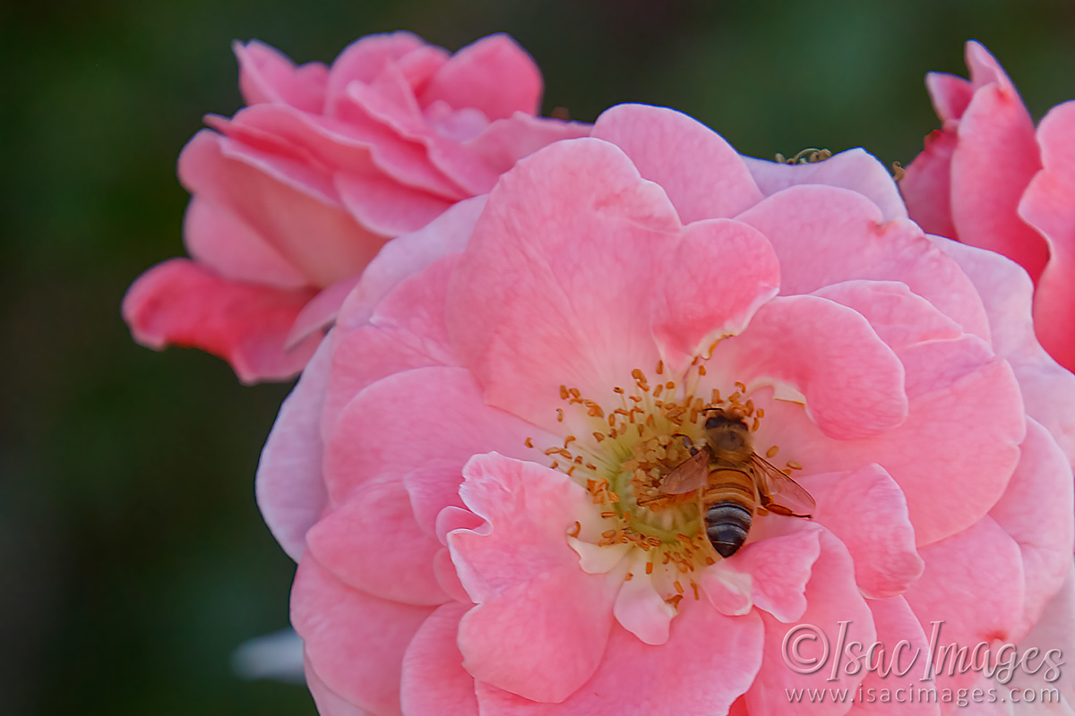 Click image for larger version

Name:	9443-Dearest_Rose.jpg
Views:	20
Size:	236.7 KB
ID:	499290