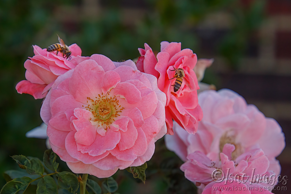 Click image for larger version

Name:	9435-Dearest_Roses.jpg
Views:	18
Size:	287.0 KB
ID:	499291