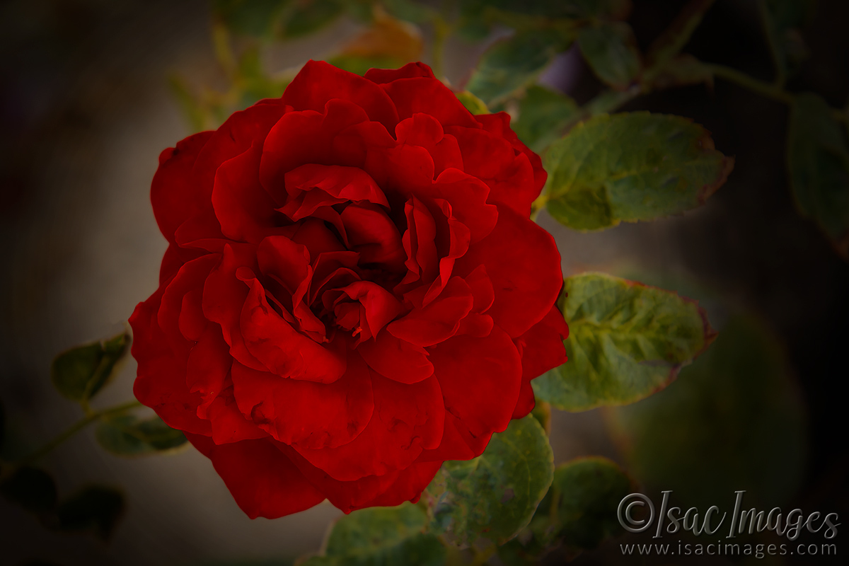 Click image for larger version

Name:	9403-Ingrid_Bergman_Rose.jpg
Views:	15
Size:	302.6 KB
ID:	499293