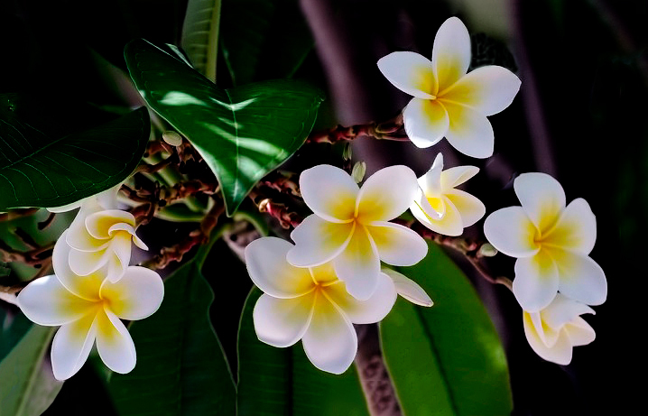 Click image for larger version

Name:	Frangipanis.jpg
Views:	9
Size:	232.7 KB
ID:	499399