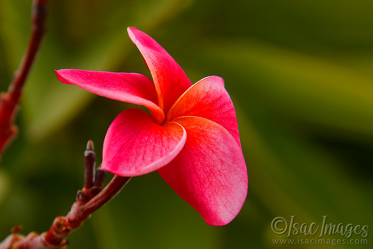 Click image for larger version

Name:	9645-Red_Hibiscus.jpg
Views:	29
Size:	276.9 KB
ID:	499694