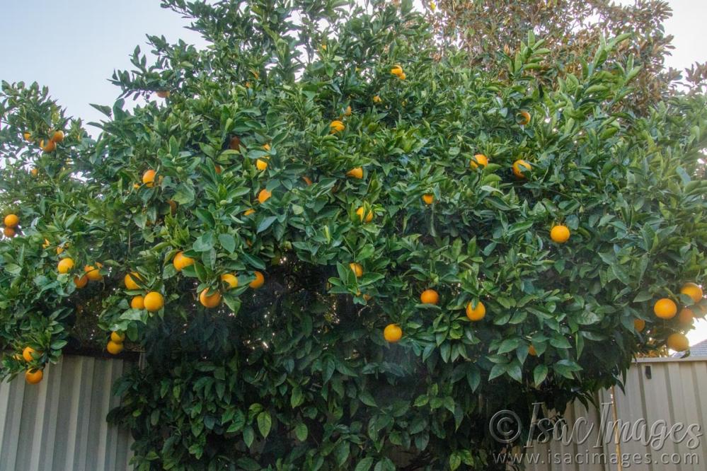 Click image for larger version

Name:	8902-Oranges.jpg
Views:	80
Size:	146.8 KB
ID:	486263