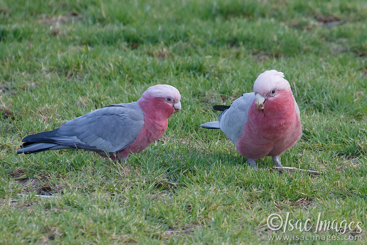 Click image for larger version

Name:	9652-Pink_and_Grey_Galahs.jpg
Views:	71
Size:	296.3 KB
ID:	499813