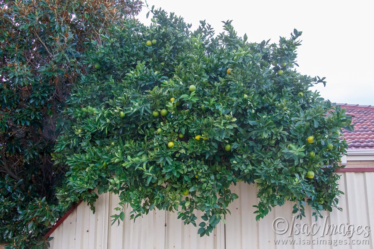 Click image for larger version

Name:	9658-Oranges.jpg
Views:	31
Size:	255.9 KB
ID:	499815