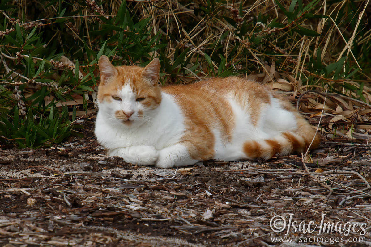 Click image for larger version

Name:	9646-Ginger_Cat.jpg
Views:	50
Size:	298.0 KB
ID:	499817