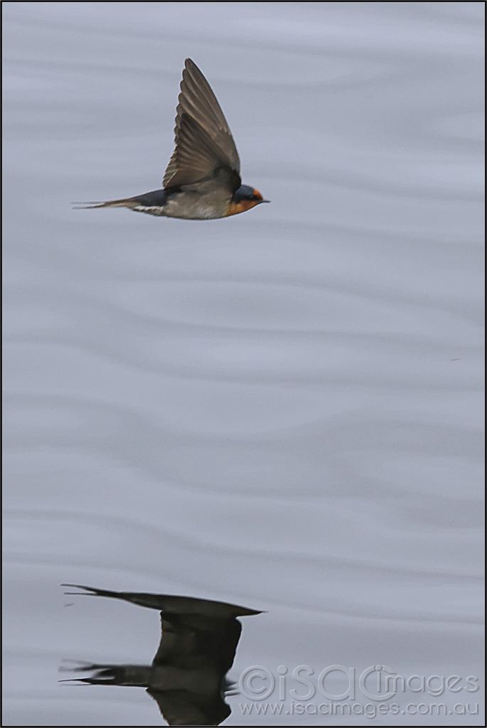 Click image for larger version

Name:	Swallow-Reflection-2.jpg
Views:	104
Size:	204.8 KB
ID:	476639