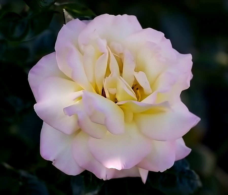Click image for larger version

Name:	delicaterose.jpg
Views:	34
Size:	104.0 KB
ID:	500504