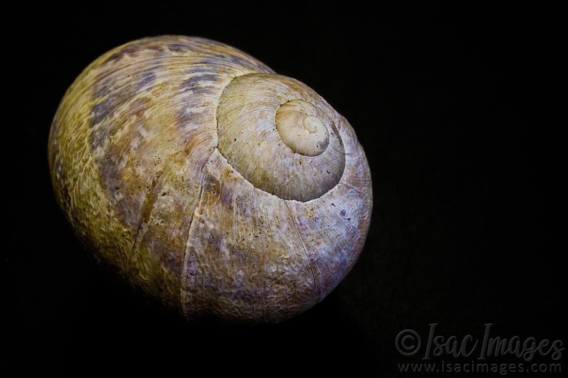 Click image for larger version

Name:	0571-Snail_Shell.jpg
Views:	80
Size:	81.4 KB
ID:	488061