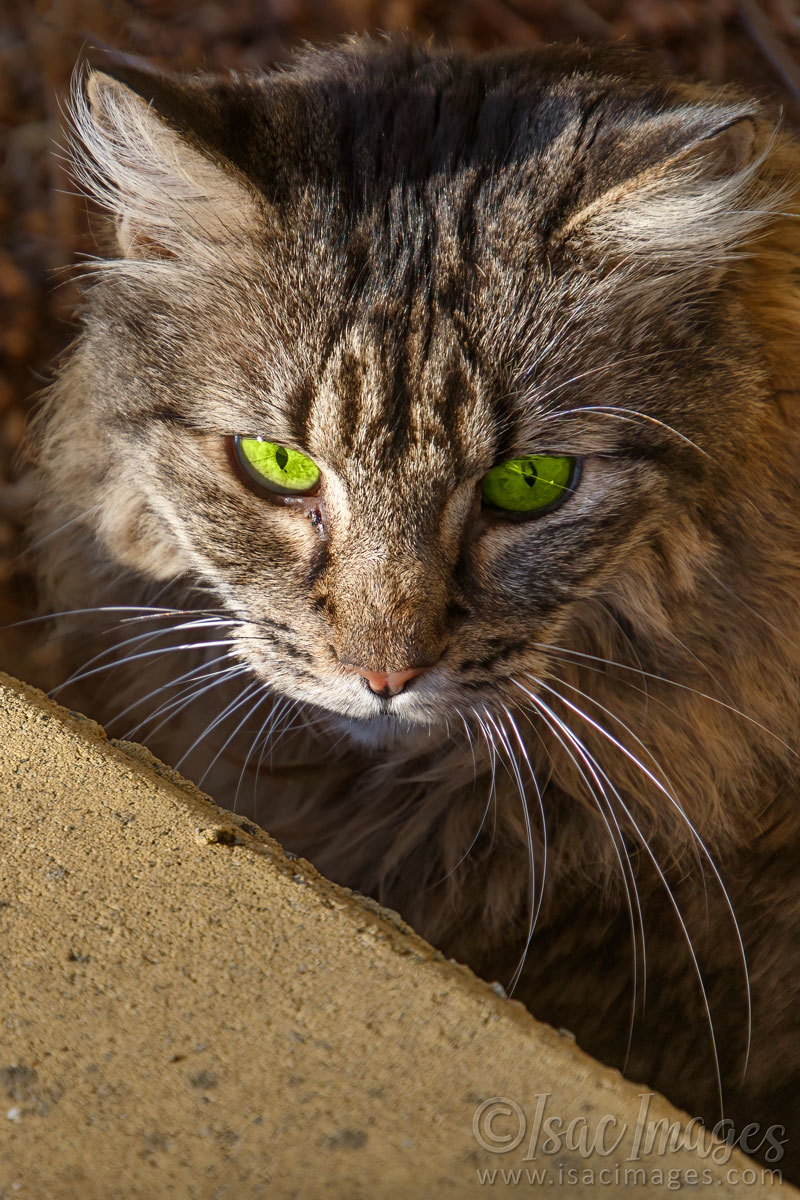 Click image for larger version

Name:	9978-Cat.jpg
Views:	42
Size:	290.6 KB
ID:	500753