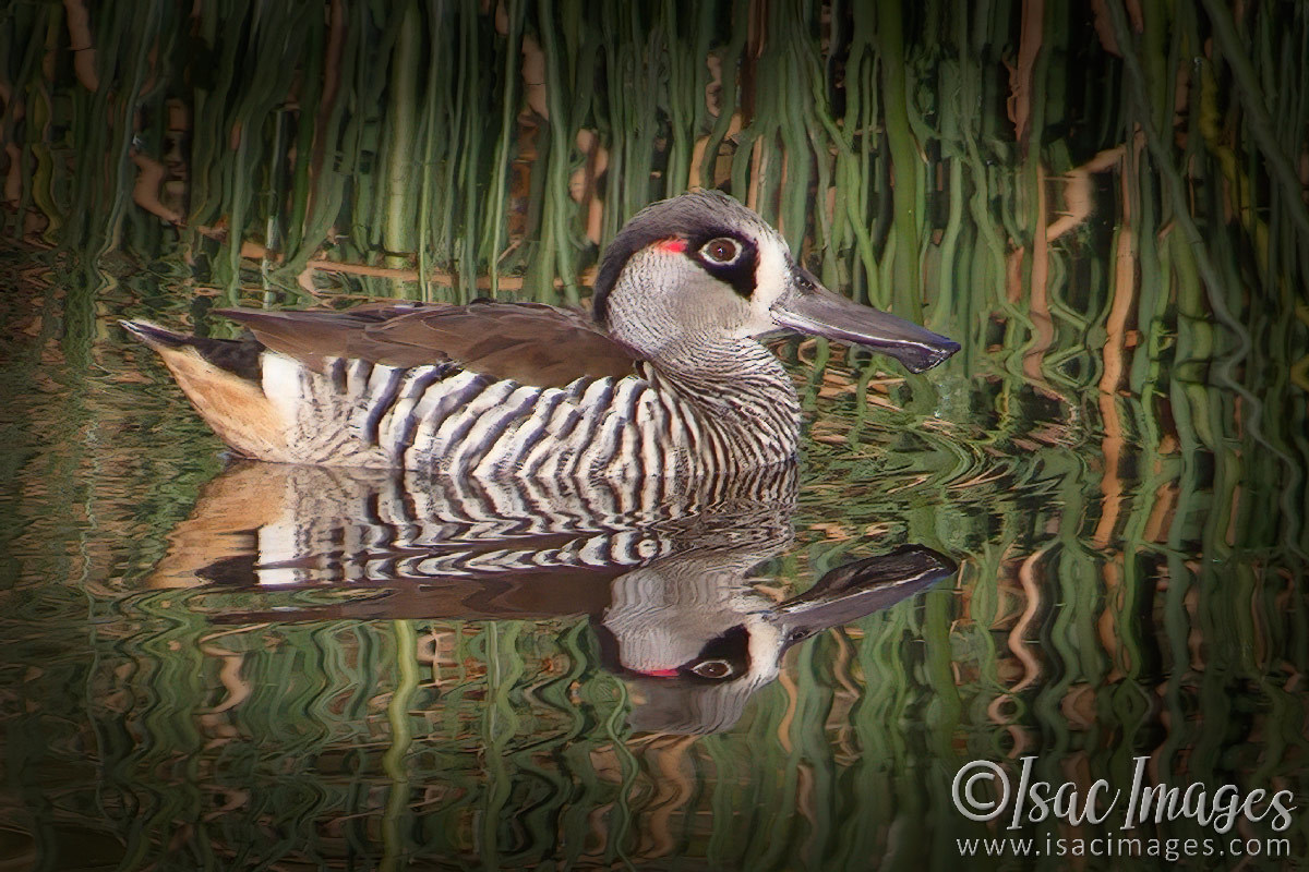 Click image for larger version

Name:	0072-Pink_Eared_Duck.jpg
Views:	57
Size:	302.0 KB
ID:	500766