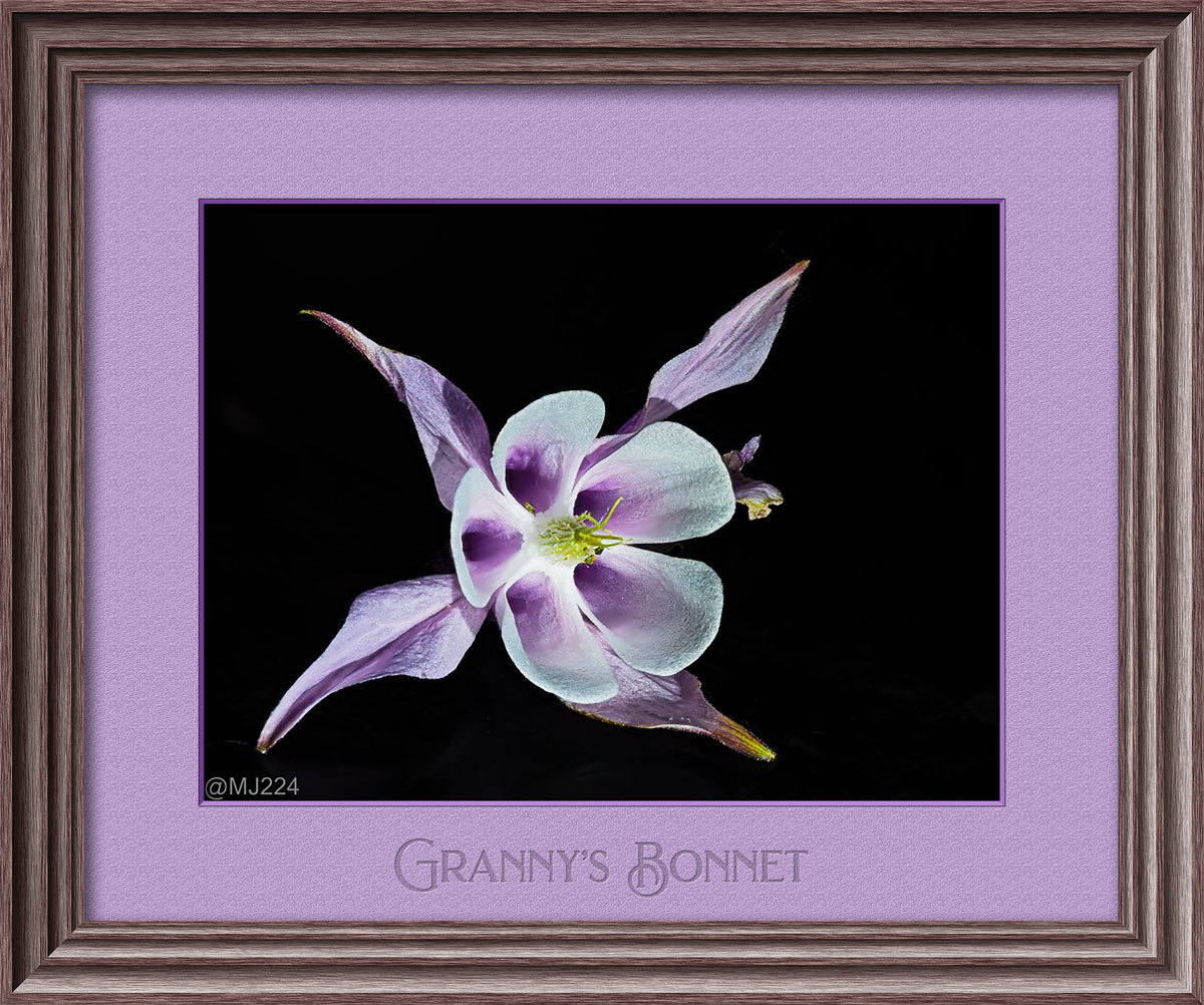 Click image for larger version

Name:	Granny's Bonnet.jpg
Views:	44
Size:	287.9 KB
ID:	500846
