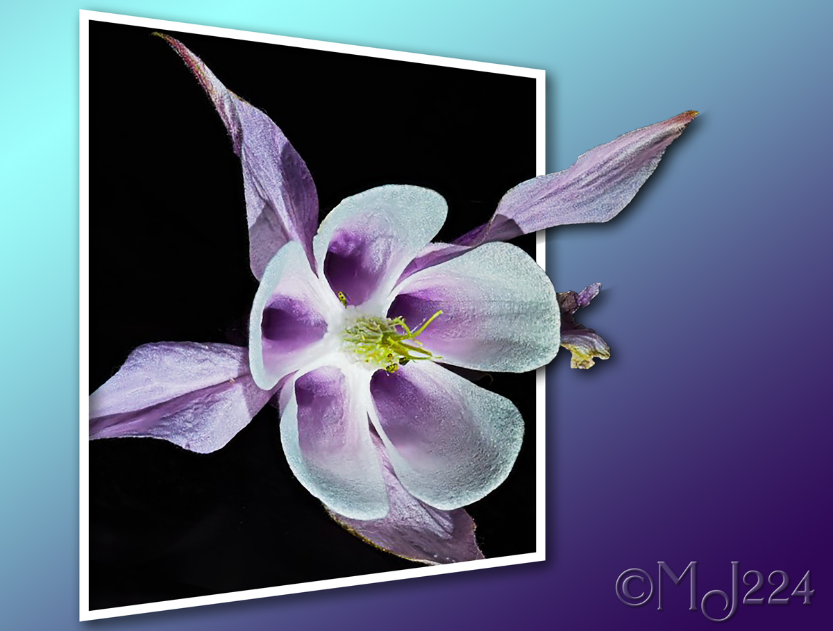 Click image for larger version

Name:	Granny's Bonnet OOB.jpg
Views:	51
Size:	301.2 KB
ID:	500847