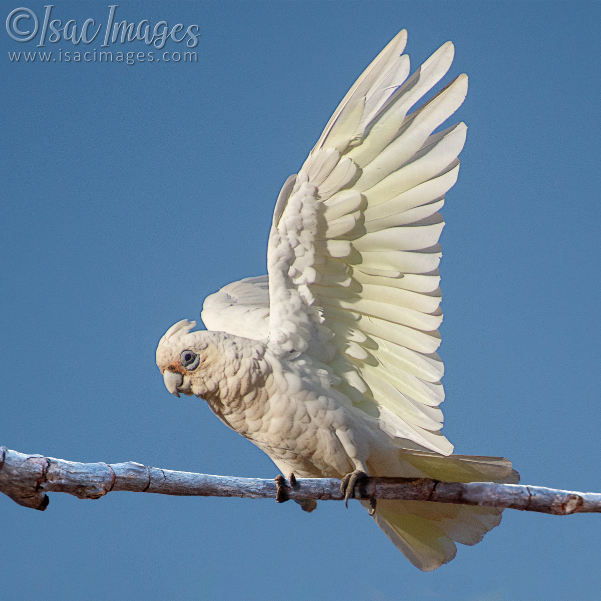 Click image for larger version

Name:	027A9167-Corella-2.jpg
Views:	64
Size:	291.4 KB
ID:	500851