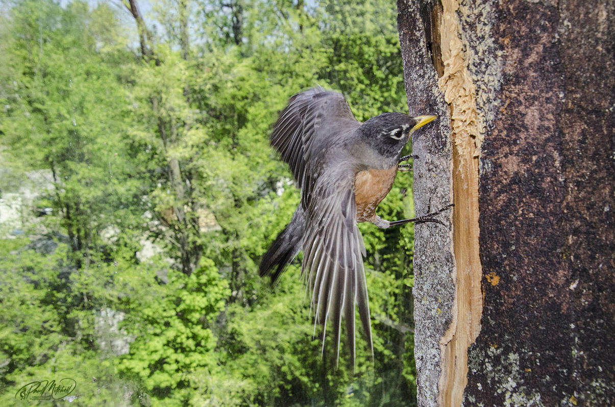 Click image for larger version

Name:	DSC_8940 Robin Clinging2 EgoLR.jpg
Views:	60
Size:	274.7 KB
ID:	500885