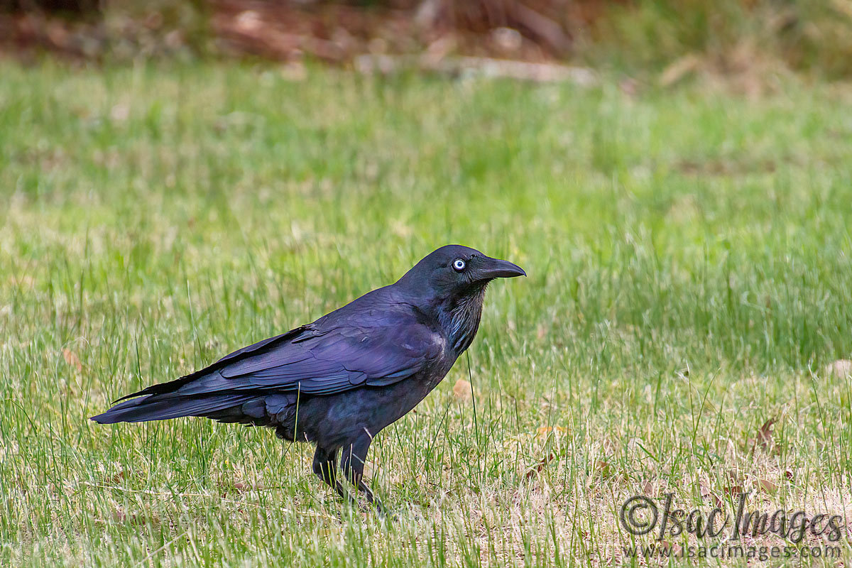Click image for larger version

Name:	0182-Australian_Raven.jpg
Views:	76
Size:	299.7 KB
ID:	500986