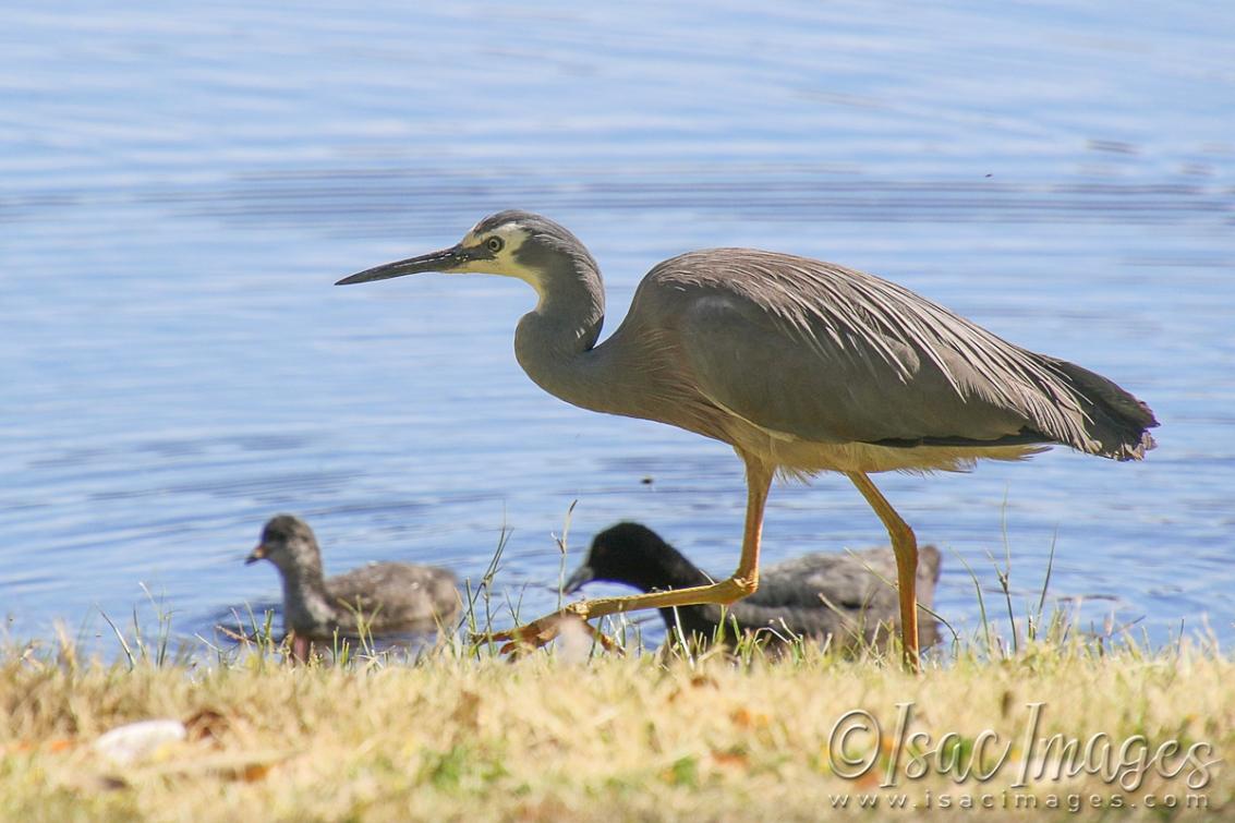 Click image for larger version

Name:	3419-White_Faced_Heron.jpg
Views:	80
Size:	94.4 KB
ID:	481425