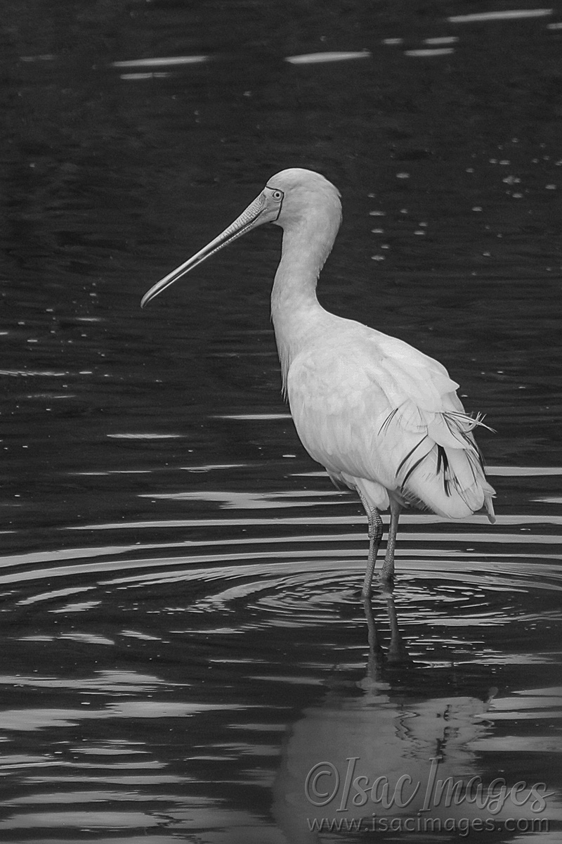 Click image for larger version

Name:	6110-Yellow_Billed_Spoonbill_BW.jpg
Views:	70
Size:	474.5 KB
ID:	483631