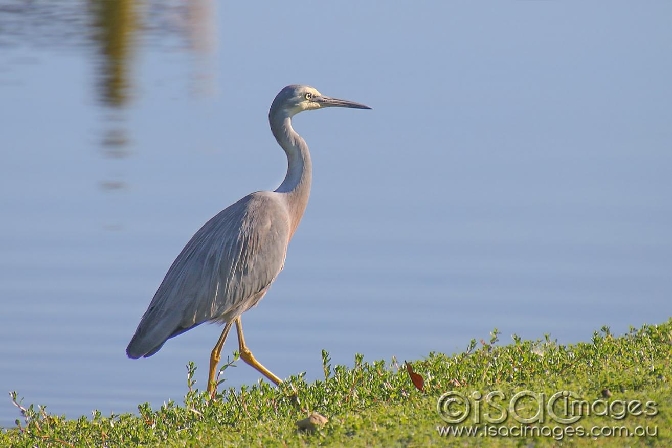 Click image for larger version

Name:	8614-White_Faced_Heron.jpg
Views:	83
Size:	99.4 KB
ID:	478370