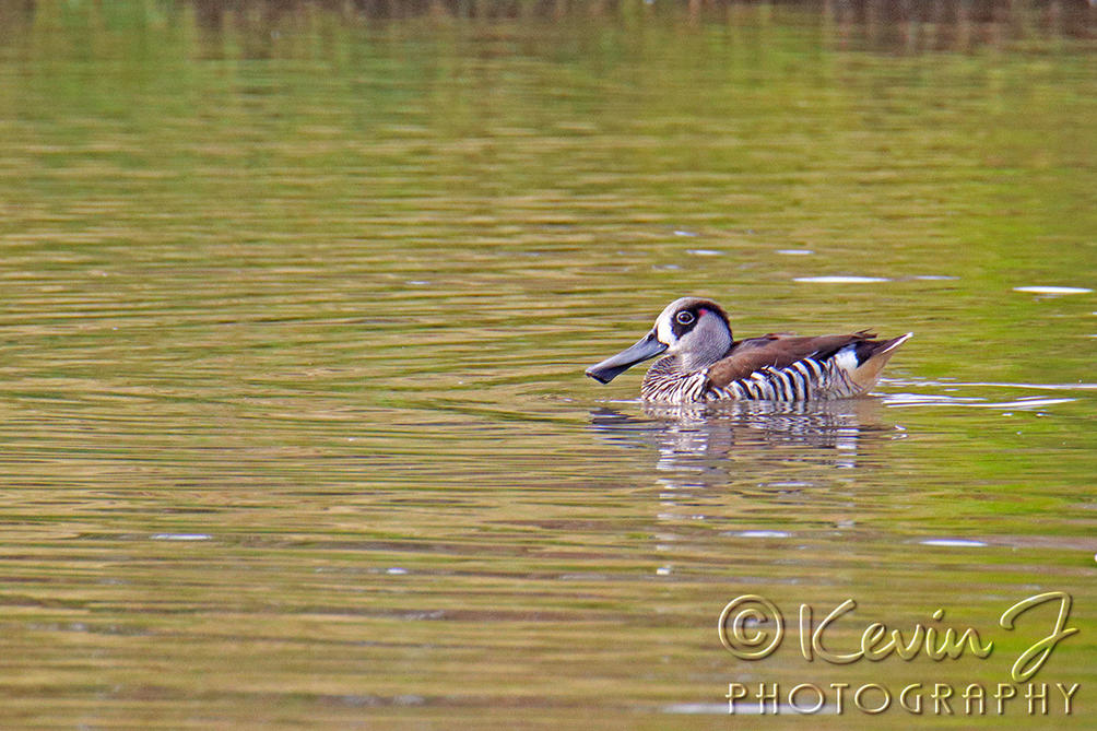 Click image for larger version

Name:	pink eared duck.jpg
Views:	62
Size:	153.3 KB
ID:	501145