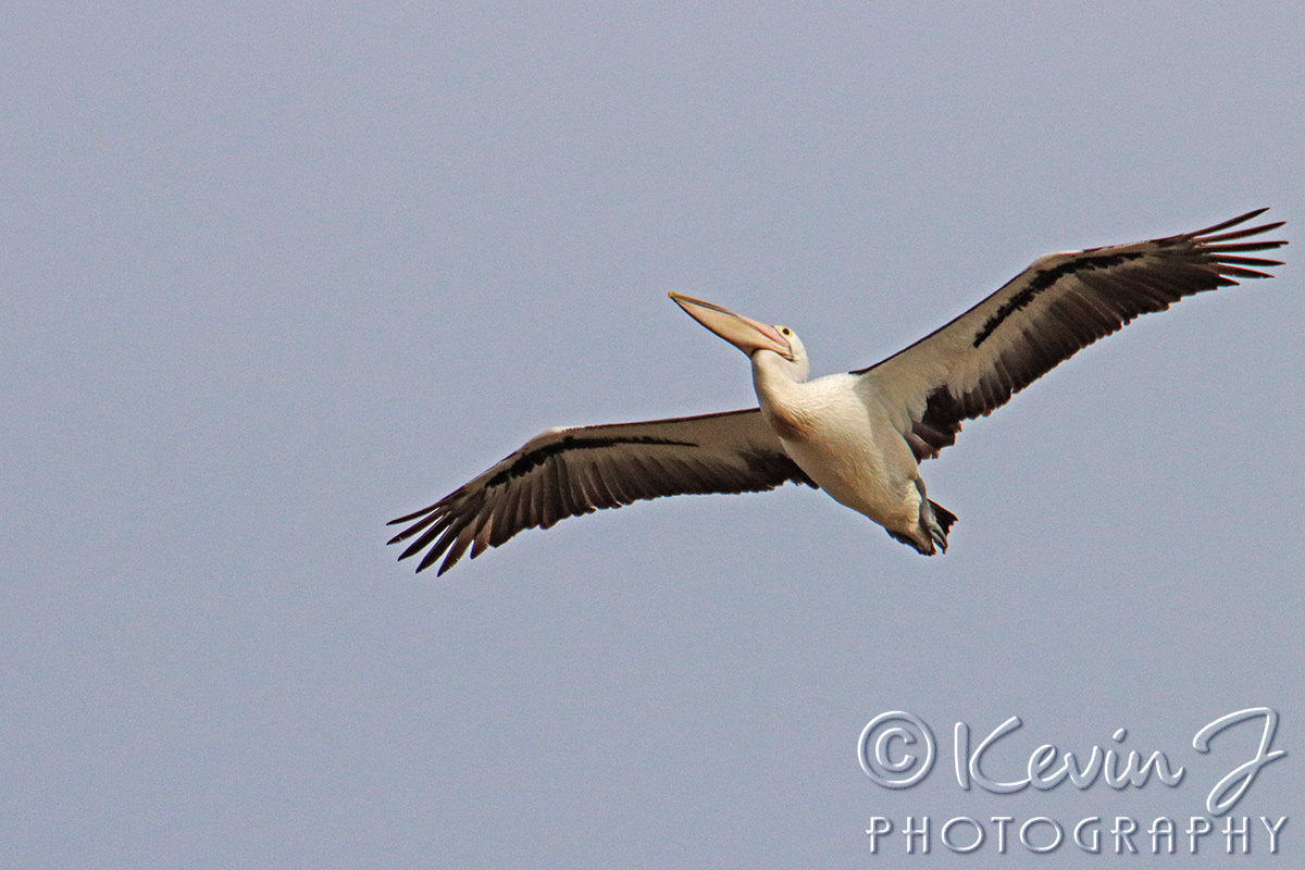 Click image for larger version

Name:	pelican bif.jpg
Views:	41
Size:	333.2 KB
ID:	501146