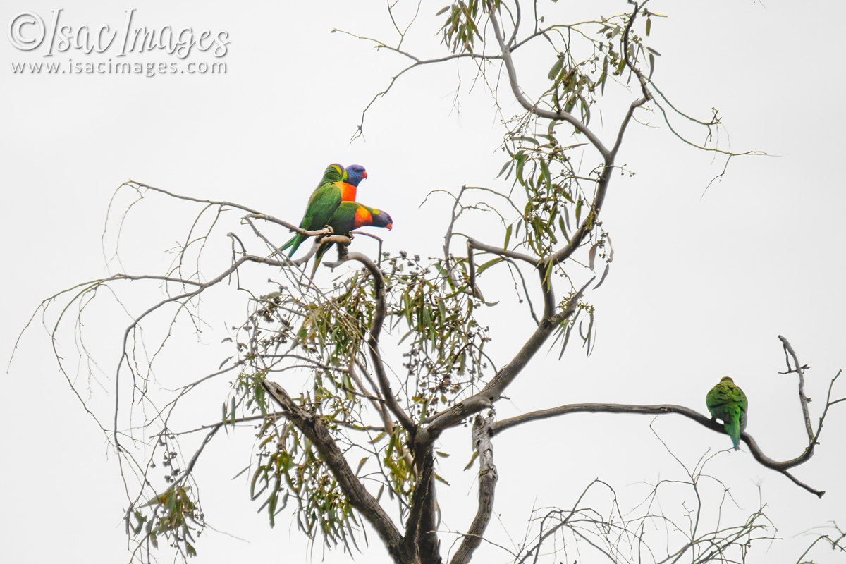 Click image for larger version

Name:	0211-Rainbow_Lorikeets.jpg
Views:	59
Size:	298.8 KB
ID:	501341