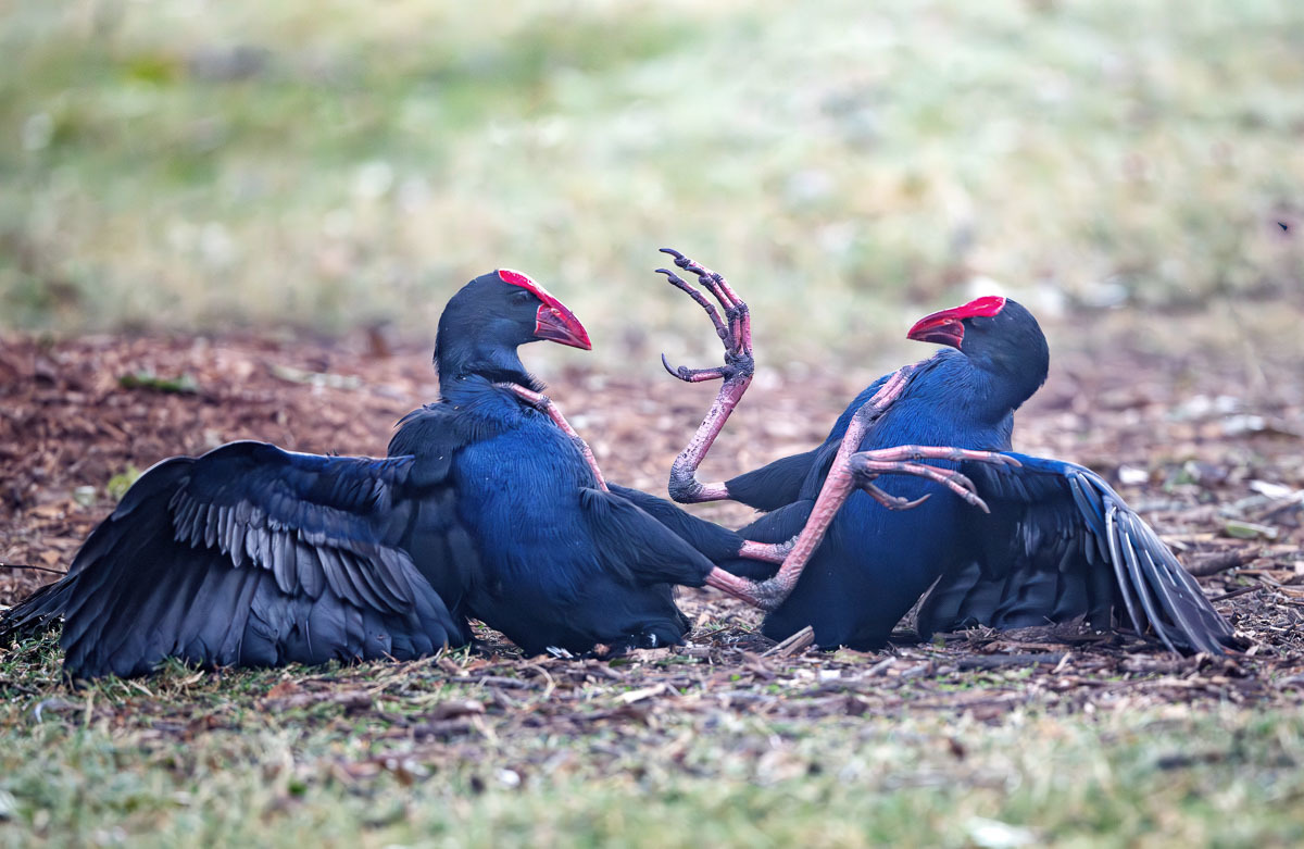 Click image for larger version

Name:	20230614_TygumPark_0115-Enhanced-NR-Edit.jpg
Views:	58
Size:	253.5 KB
ID:	501673
