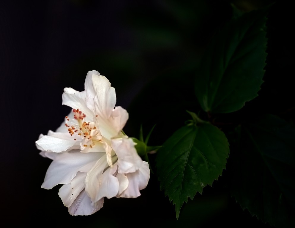 Click image for larger version

Name:	HPieW2C.jpg
Views:	25
Size:	59.4 KB
ID:	501840