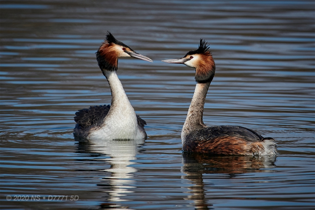 Click image for larger version

Name:	NS- 2-birds.jpg
Views:	87
Size:	435.4 KB
ID:	470050