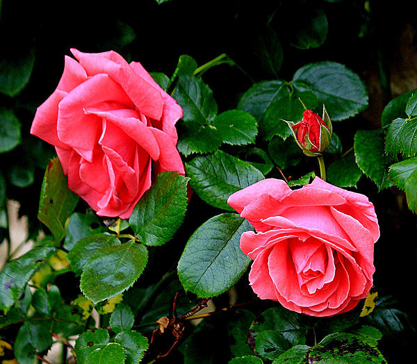 Click image for larger version

Name:	Roses2.jpg
Views:	109
Size:	292.0 KB
ID:	502045