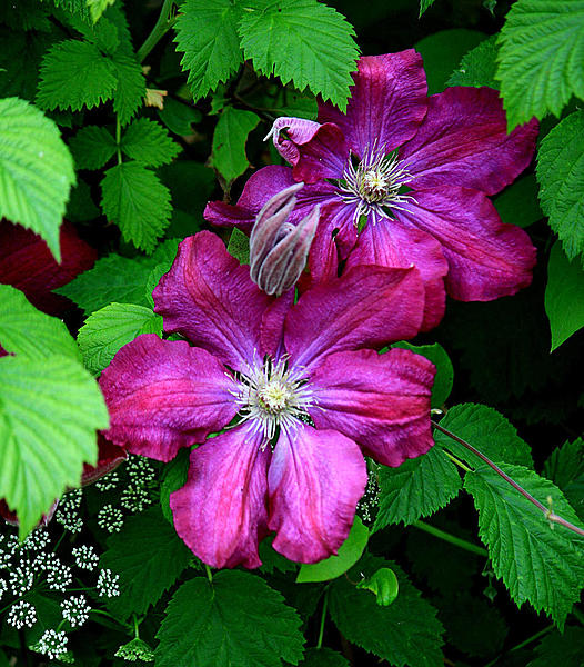 Click image for larger version

Name:	3G4A3476.jpg
Views:	106
Size:	299.2 KB
ID:	502043