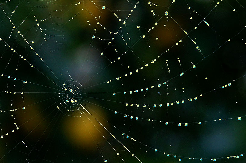 Click image for larger version

Name:	Lemon tree web.jpg
Views:	53
Size:	115.3 KB
ID:	390584