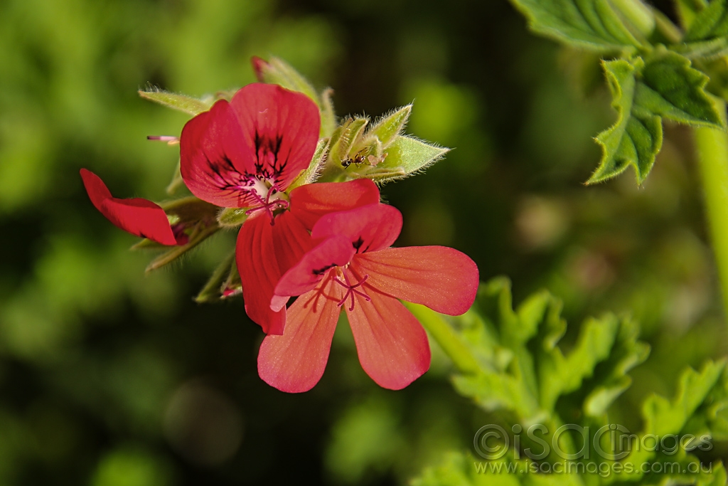 Click image for larger version

Name:	7938-Red_Flower.jpg
Views:	47
Size:	357.3 KB
ID:	472571