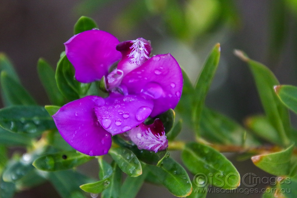 Click image for larger version

Name:	8111-Purple_Flower_Wet.jpg
Views:	42
Size:	413.2 KB
ID:	472700