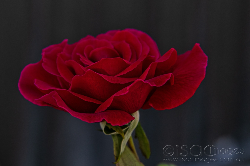 Click image for larger version

Name:	6064-Red_Rose.jpg
Views:	48
Size:	281.6 KB
ID:	470771