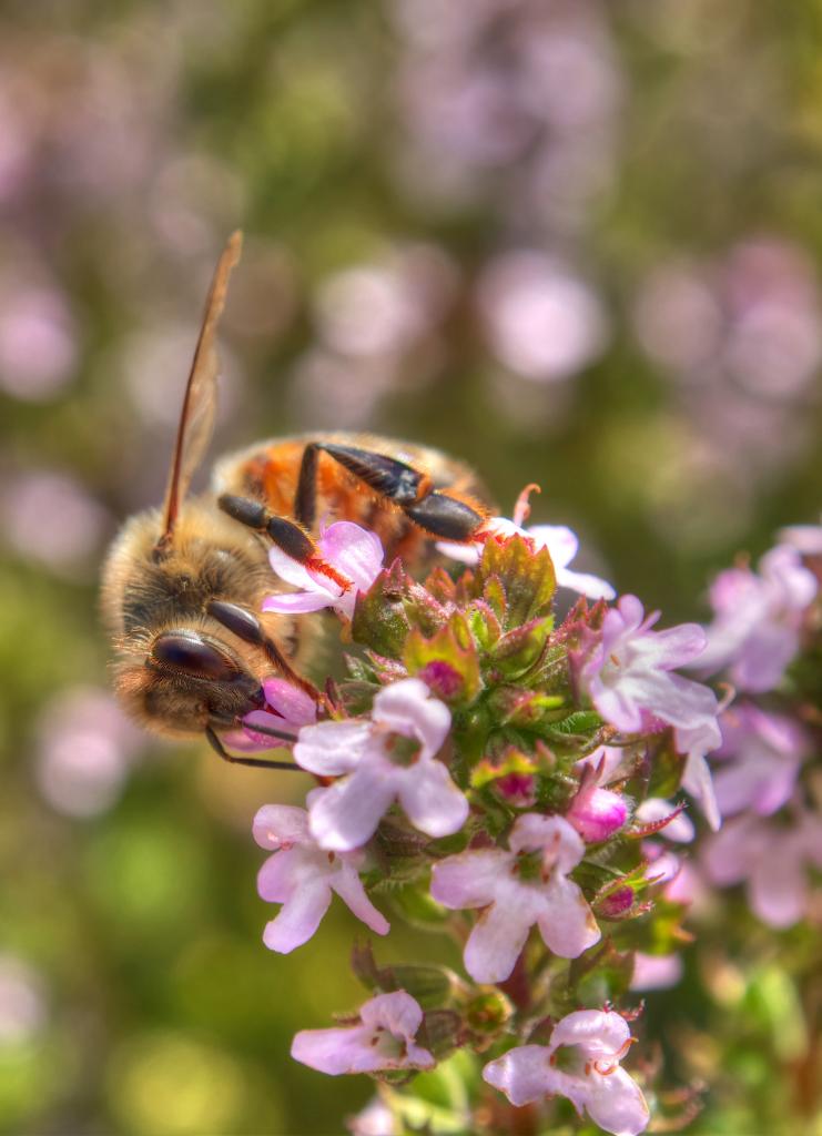 Click image for larger version

Name:	Bee2.jpg
Views:	41
Size:	70.4 KB
ID:	401684