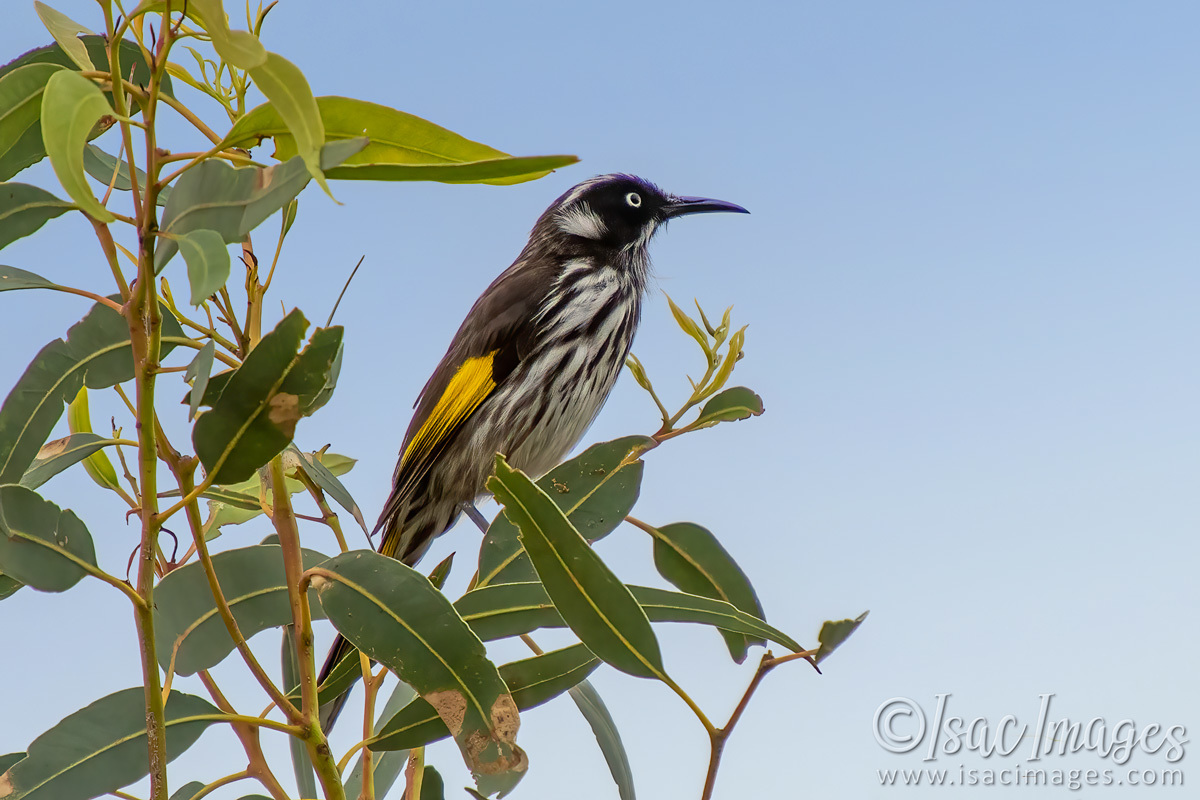 Click image for larger version

Name:	0785-New_Holland_Honeyeater.jpg
Views:	36
Size:	286.9 KB
ID:	502428